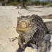 iguana_cuban_jar_v_2090_cub5204.jpg